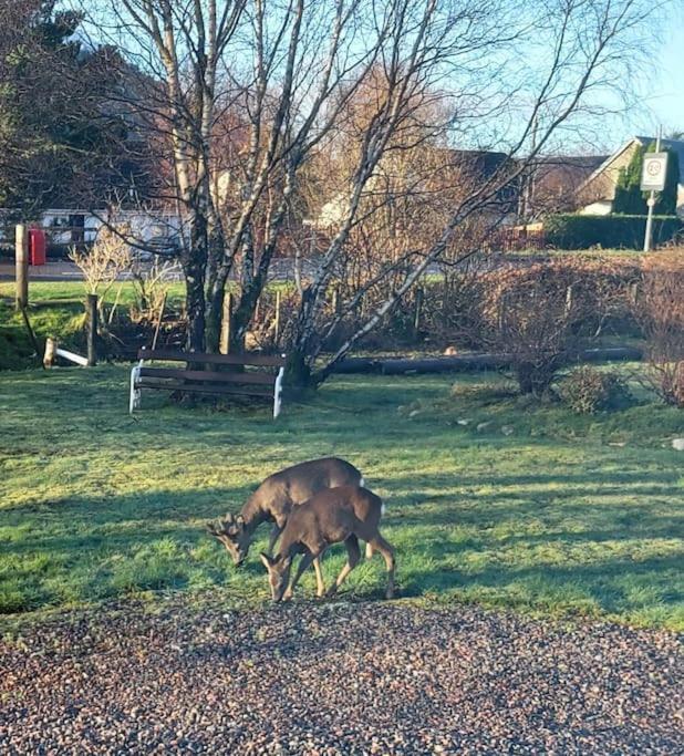 Roe Deer Cottage Near Glencoe Fort William Bagian luar foto