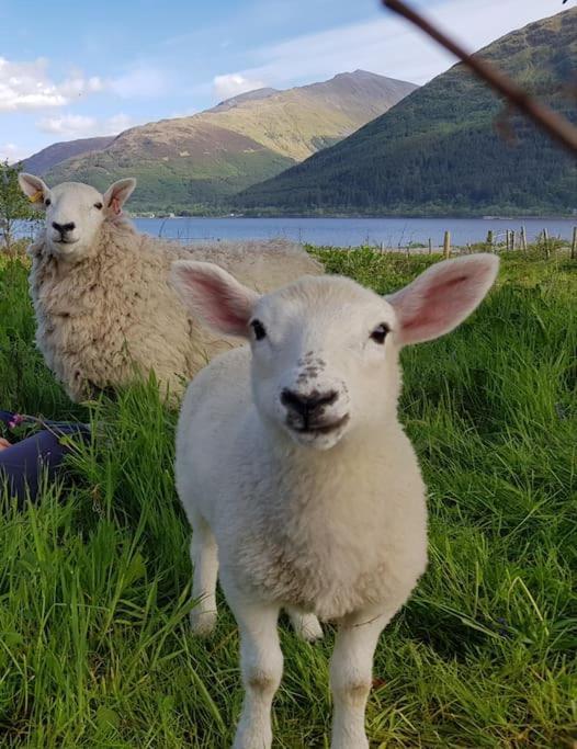 Roe Deer Cottage Near Glencoe Fort William Bagian luar foto